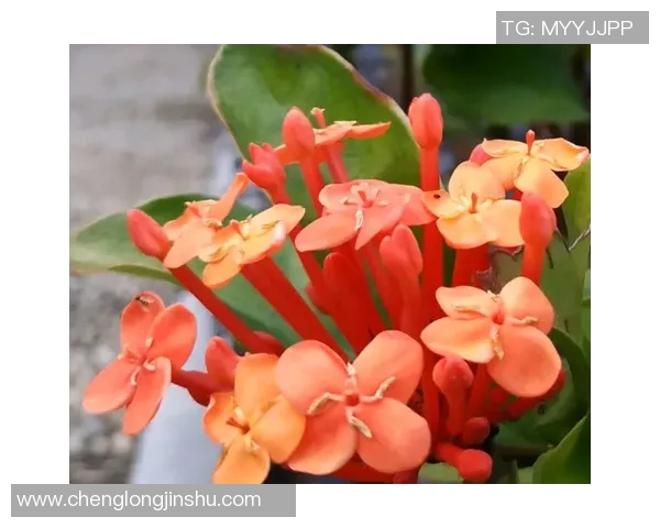 姓卡的足球明星有哪些他们的成就与影响力分析